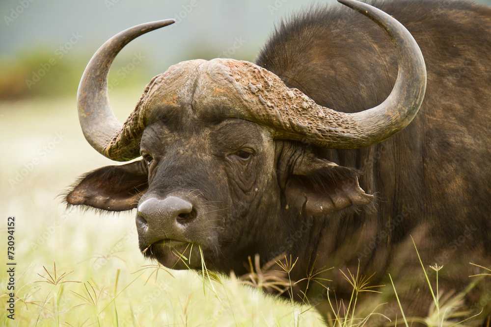 Fototapeta premium Buffalo stare