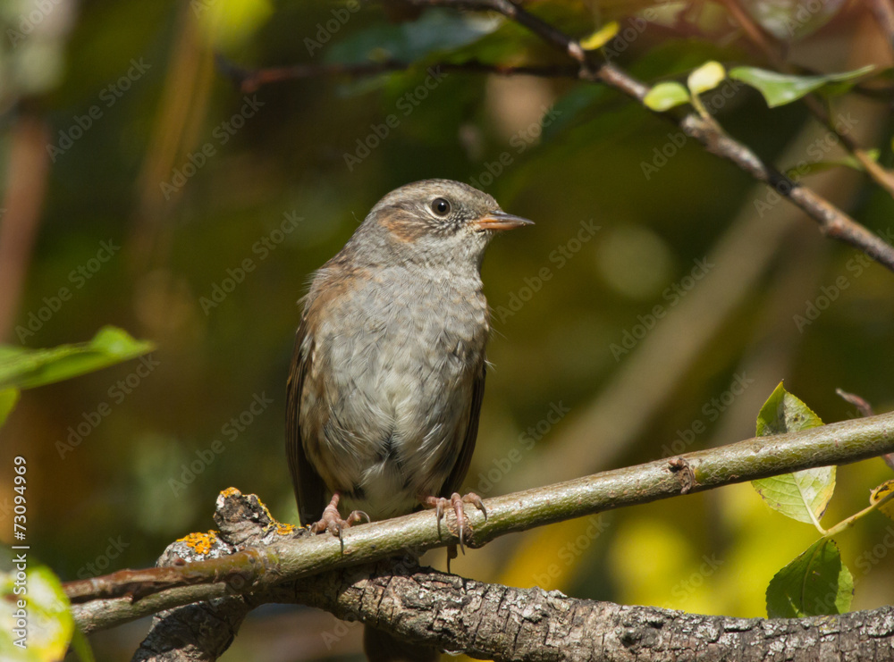 Dunnock on the branch