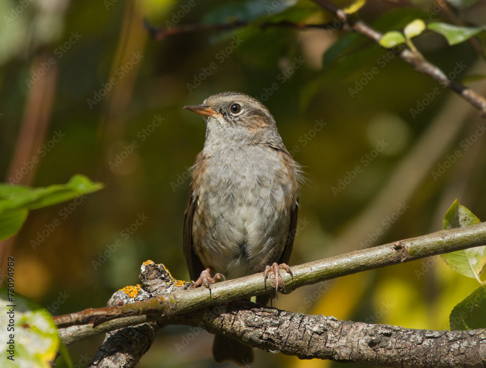 Dunnock on the branch Dunnock on the branch
