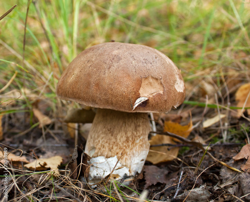 Penny bun mushroom 