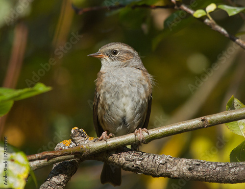 Dunnock on the branch