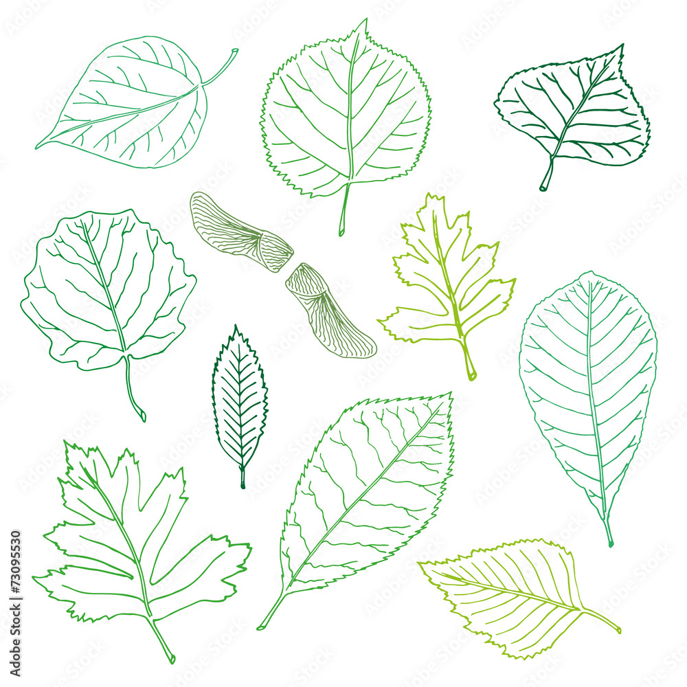 Obraz premium Hand-drawn leaves doodles set