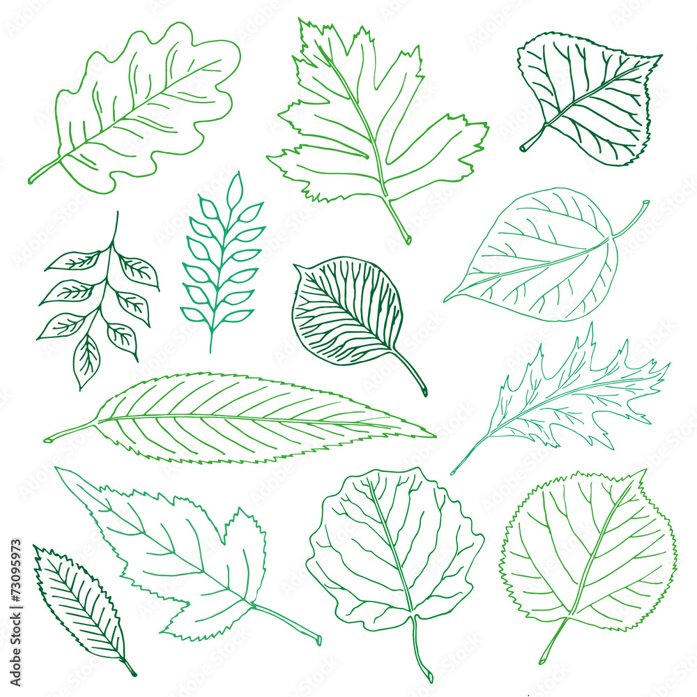 Hand-drawn leaves doodles set Hand-drawn leaves doodles set