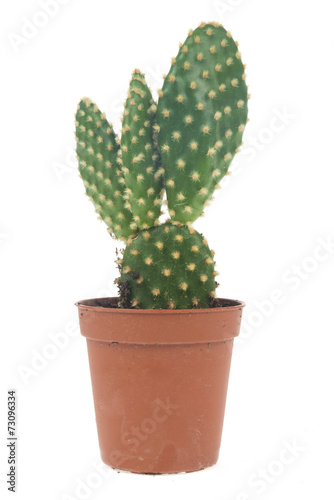 Cactus isolated on white