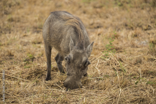 Warthog photo