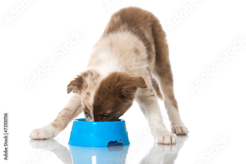 Fototapeta Naklejka Na Ścianę i Meble -  Welpe mit Futternapf