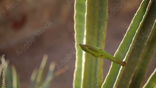 Cacti and succulents in the sand photo