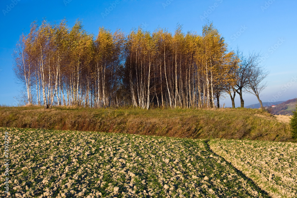 Landscape with autumn trees, Poland.