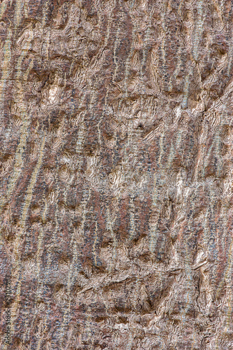 The surface of the bark