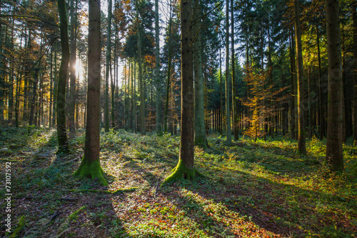 Sunlight passes the coniferous forest © jst83