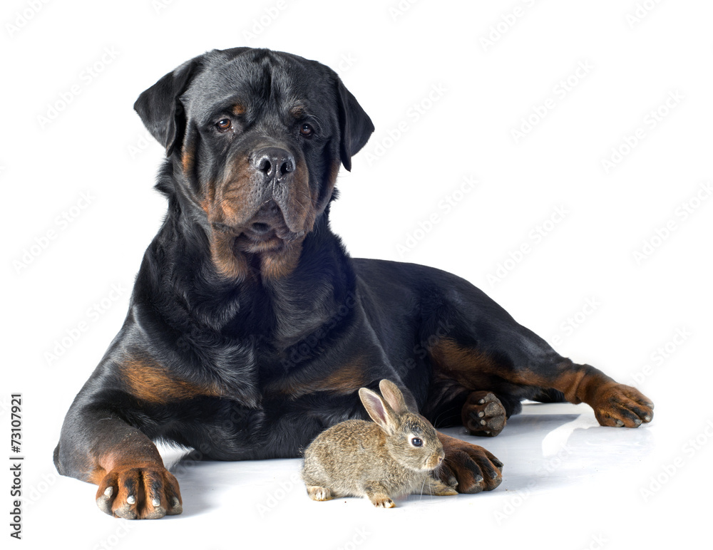 European rabbit and rottweiler