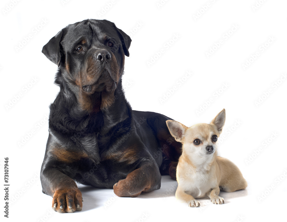 Obraz premium rottweiler and chihuahua