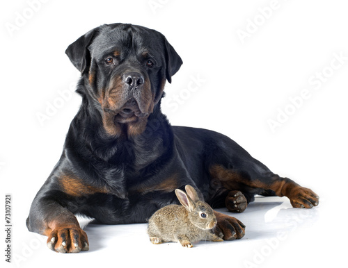 European rabbit and rottweiler