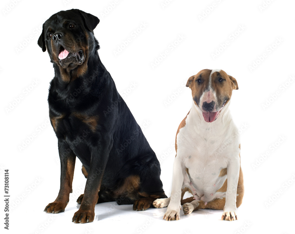 bull terrier and rottweiler