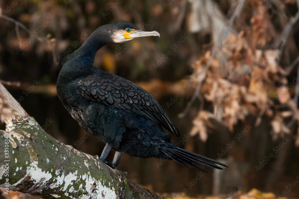 Obraz premium Kormoran