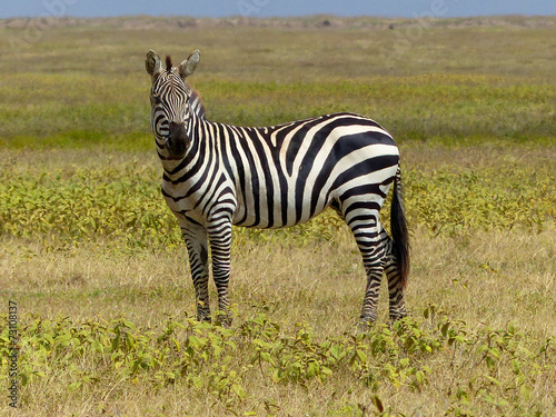 Zebra im Ngorongoro Krater Serengeti Tansania Afrika