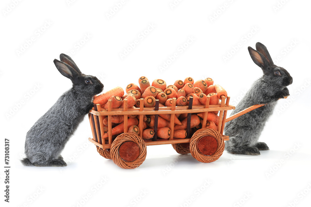 Obraz premium gray rabbits