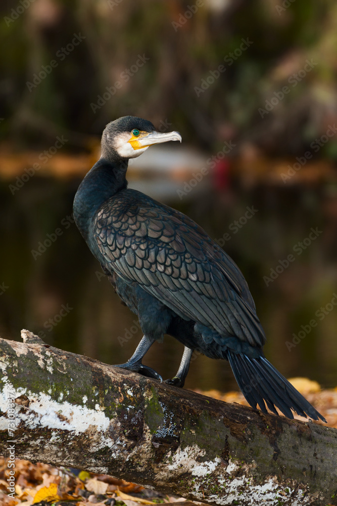 Obraz premium Kormoran