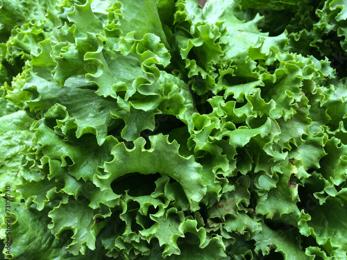 Fresh green lettuce at the farmers Market