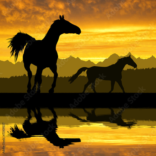 Horses at sunset © vencav