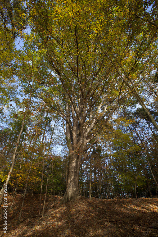 Fototapeta premium Scenic view in Lake Norman State Park, North Carolina