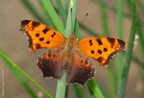 Eastern Comma photo