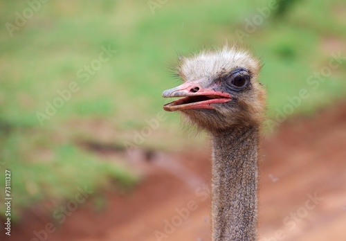 Portrait of a African ostrich