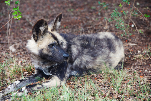 African wild dog in forest