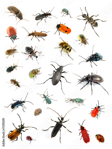 Collection of many diffrent colorful beetles on white background © hhelene