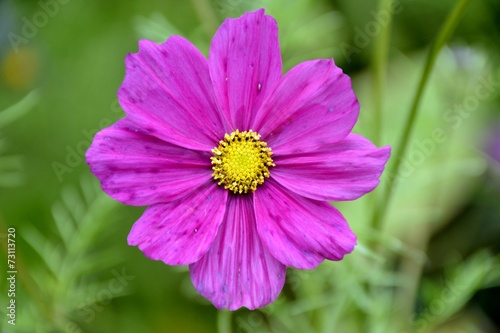 Cosmos flower and green leaves