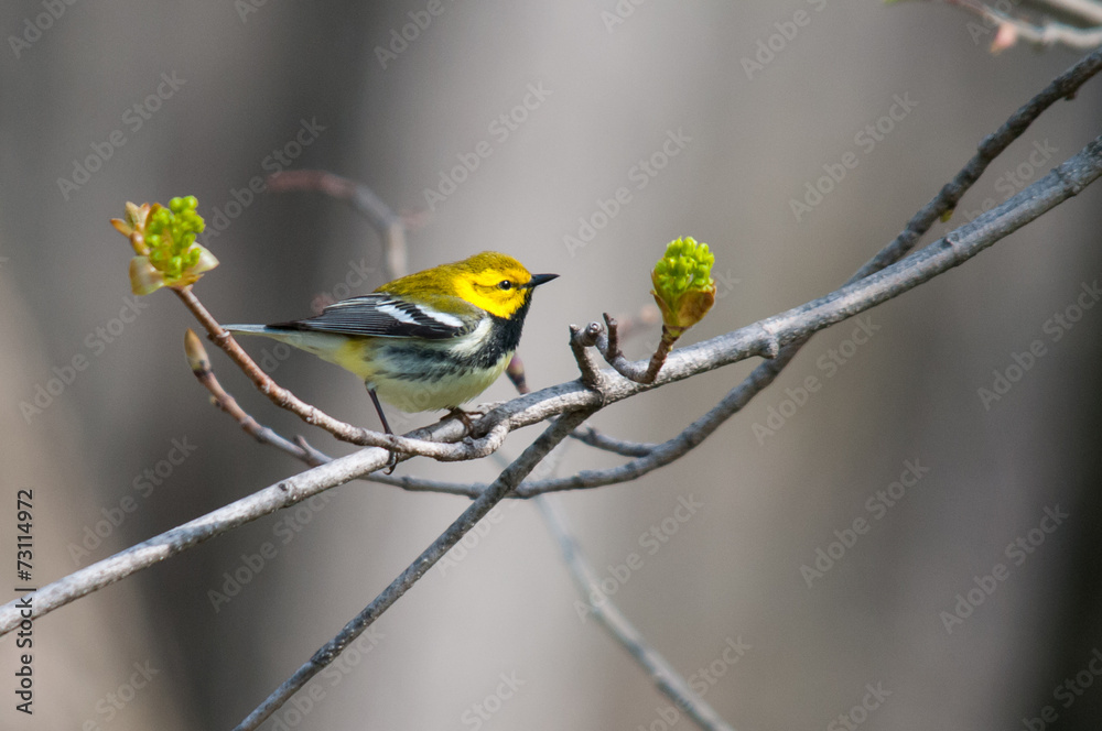 Fototapeta premium Black-throated Green Warbler