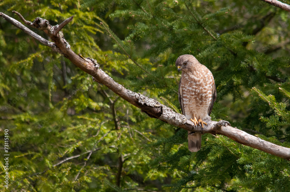 Broad-winged Hawk Broad-winged Hawk
