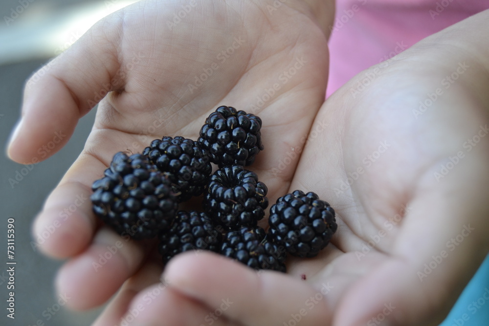 Child's hands holding blackberries Child's hands holding blackberries