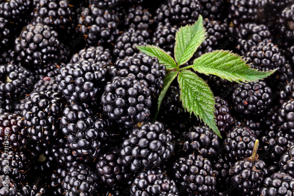 Fresh ripe blackberries with leaf.