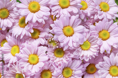 Pink Chrysanthemum close up background