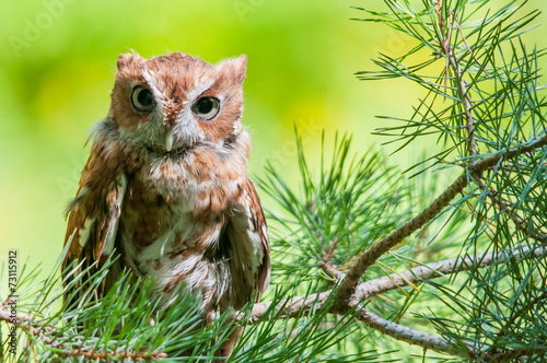 Принти на полотні Eastern Screech Owl