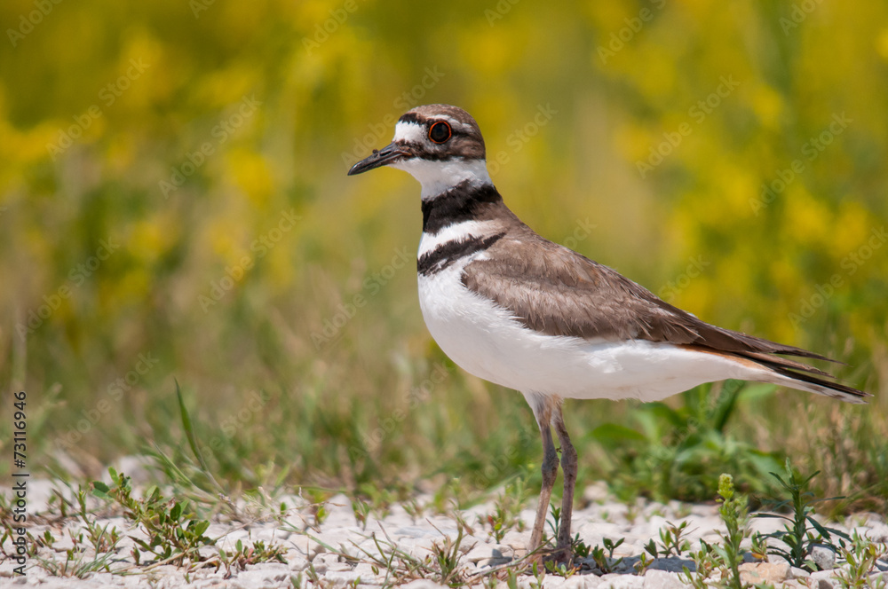Obraz premium Killdeer