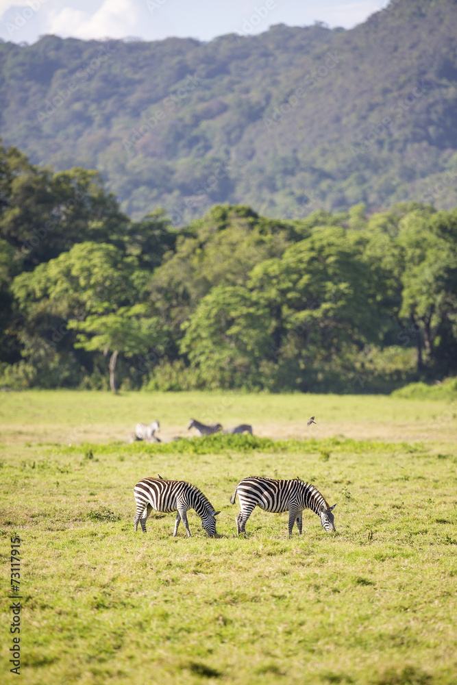 Fototapeta premium Wild zebras grazing in Africa