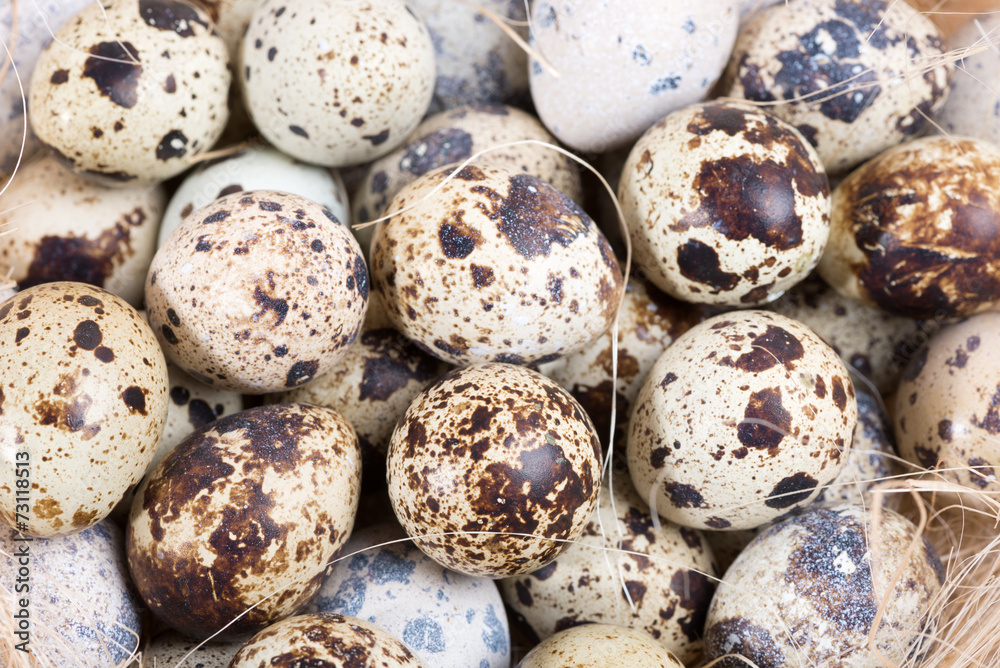 quail eggs lie in a nest on the boards quail eggs lie in a nest on the boards