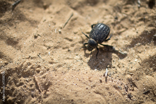 Black beetle sand.