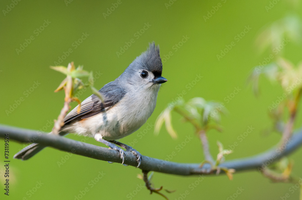 Fototapeta premium Tufted Titmouse