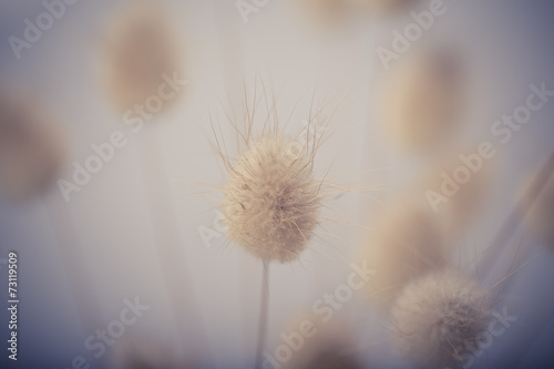 Vase of dried soft autumn flowers. Rabbit Tail Grass. vintage