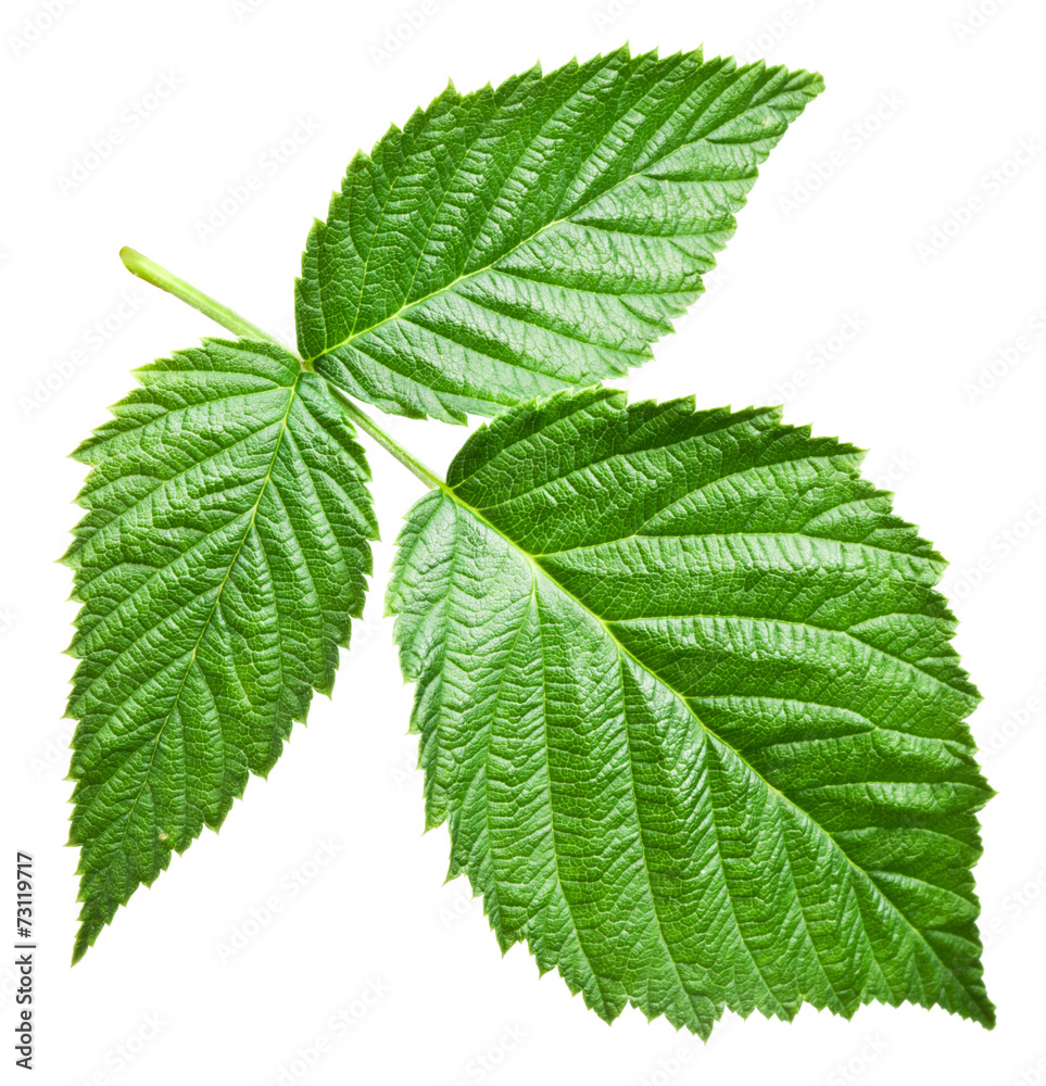 Fresh raspberry leaves. File contains clipping paths.
