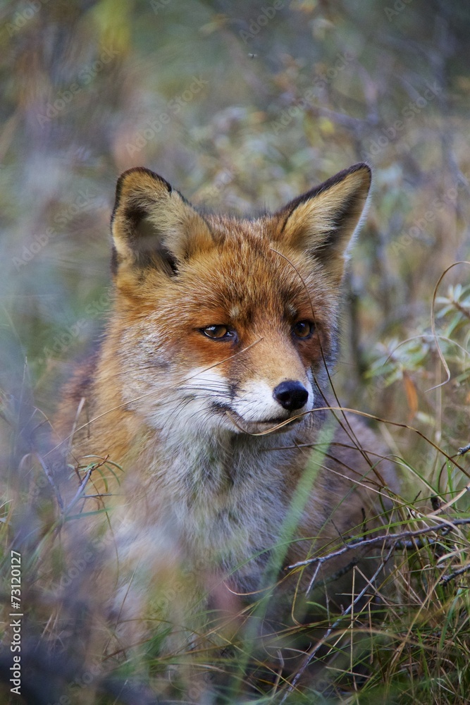 Fototapeta premium Pretty fox