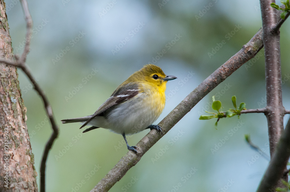Yellow-throated Vireo Yellow-throated Vireo