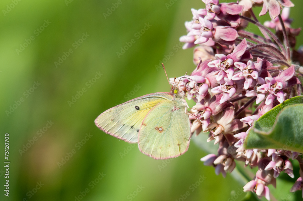 Clouded Sulphur Clouded Sulphur