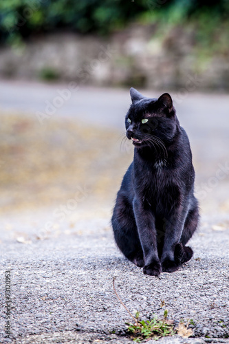 Gatto nero