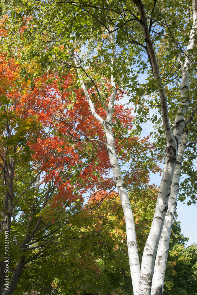 Naklejka premium Autumn leaf colors on silver birch tree.