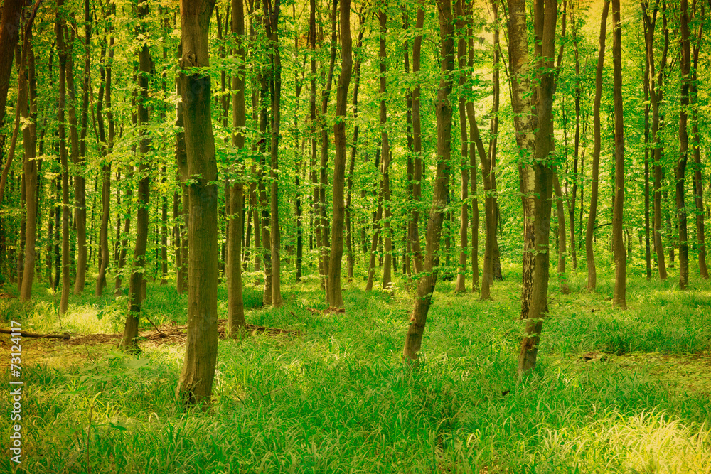 Obraz premium green forest