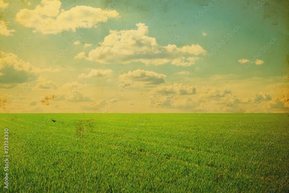 field of spring grass and beautiful sky